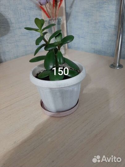 Продам цветы комнатные
