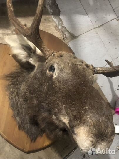 Чучело лося