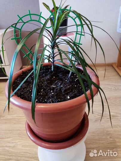 Комнатные цветы