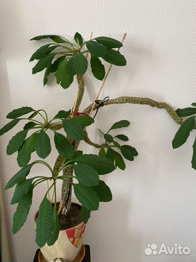 Комнатные цветы молочай