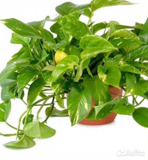 Комнатные цветы ростки