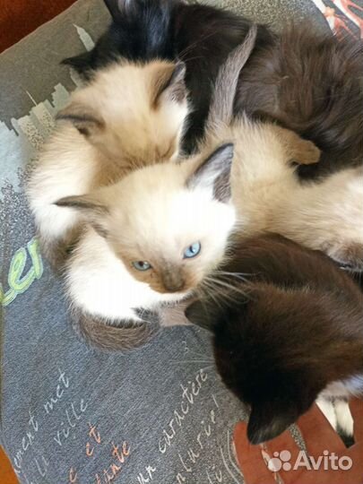Котята в добрые руки