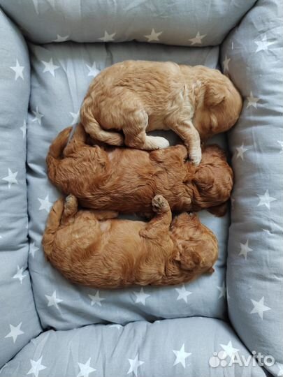 Продам щенков той-пулеля