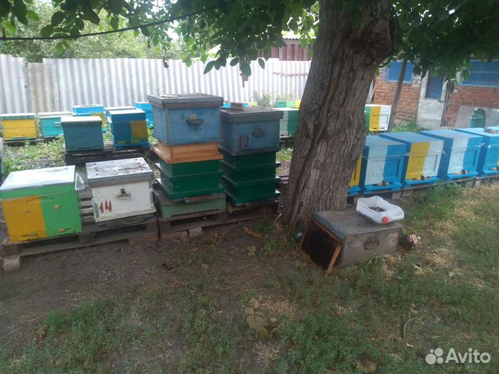 Пчелопакеты