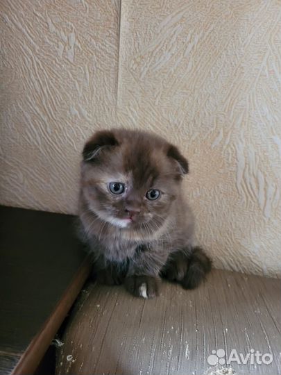 Шотландские котята