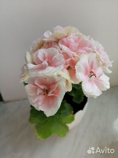 Пеларгония сортовая с бутонами