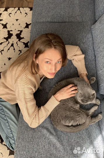 Передержка кошек