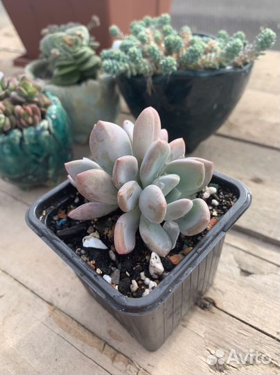 Суккуленты