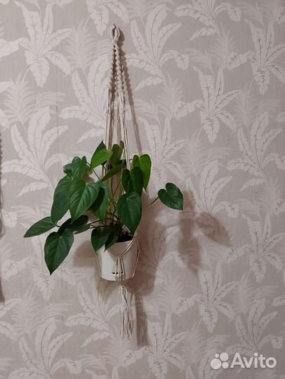 Кашпо для цветов