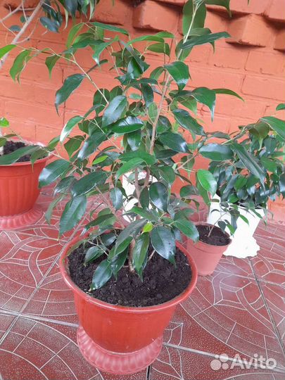 Фикус бенджамина