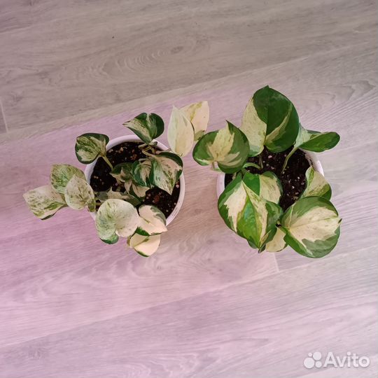 Эпипремнум хеппи лиф