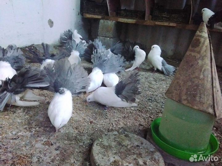 Голуби павлины