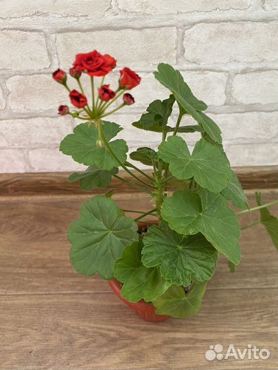 Пеларгонии сортовые