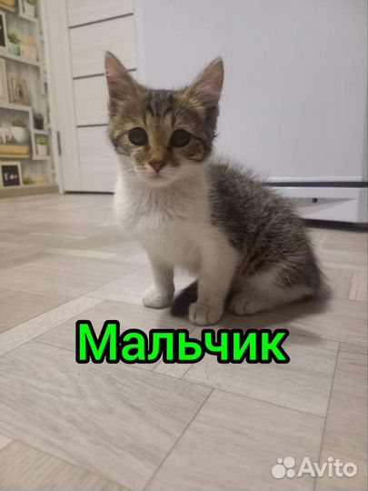 Котенок