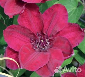 Клематис Балтик Вэйвз Новинка Цветы размером 24-28