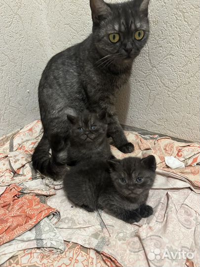 Шотландские котята