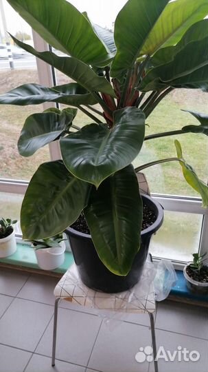 Филадендрон