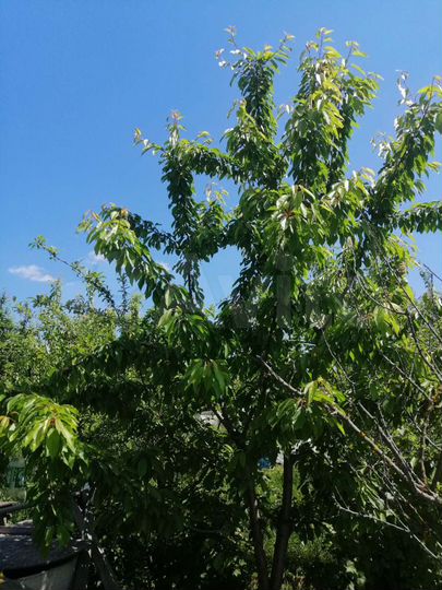 Дача 40 м² на участке 7 сот.