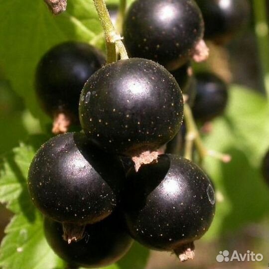 Черная смородина, вишня, малина, доставка