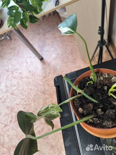 Монстера вариегатная альба