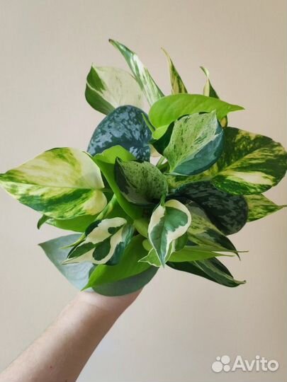 Эпипремнумы и сциндапсусы 4 сорта