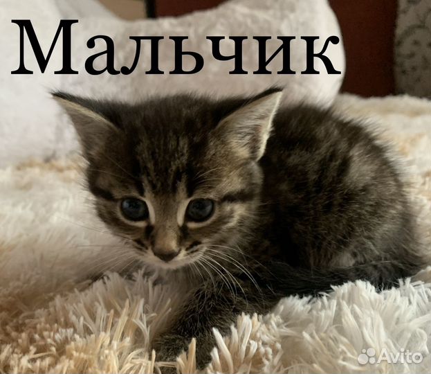 Кошка домашняя