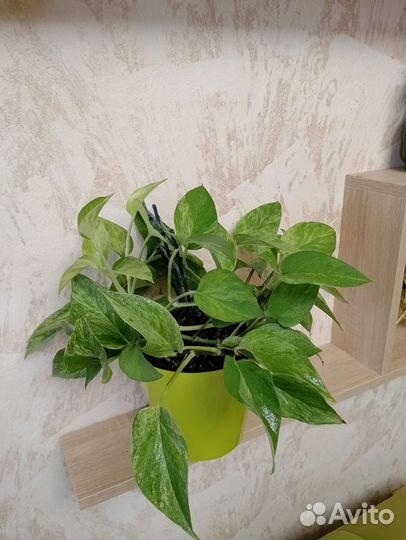 Эпипремиум. Сциндапсус. Marble Queen