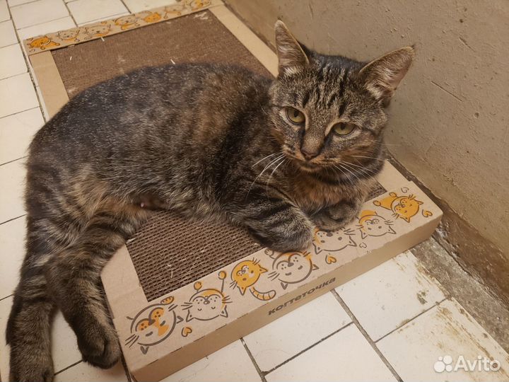 Спасите кошечку Рысю
