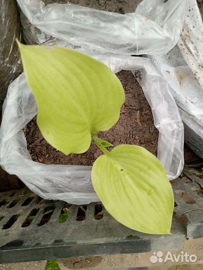 Саженцы хосты