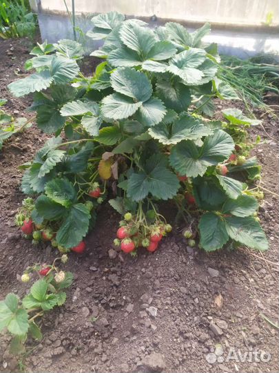 Рассада клубники