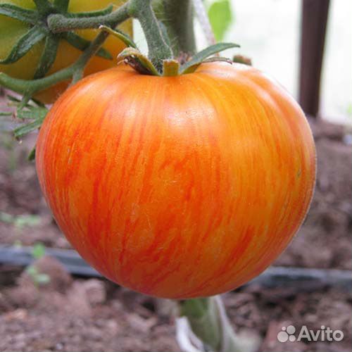 Семена томатов + коллекционные, перец острый