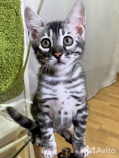 Бенгальский котенок