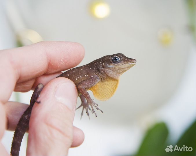 Гекконы,агамиды и пр. ящерицы