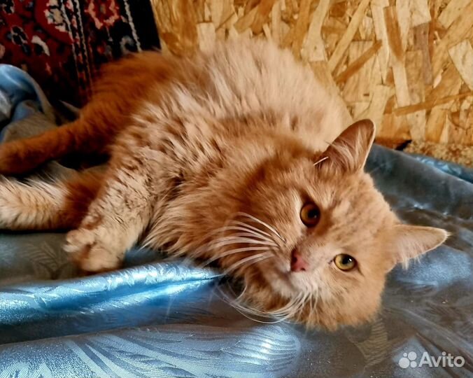 Молодой котик