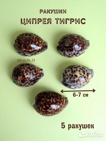 Морские натуральные ракушки Ципрея Тигрис