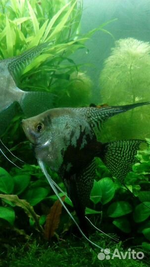 Аквариумные рыбы