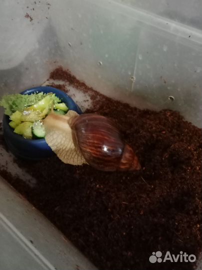 Улитки ахатины