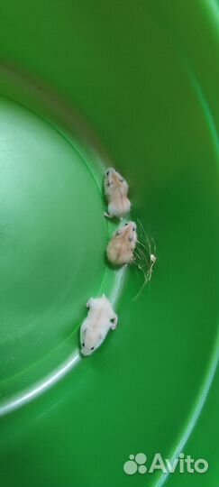 Джунгарский хомяк (Кемпбелл)