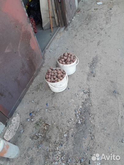 Семенной картофель