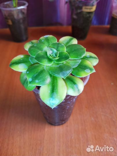 Эониум Флоресенс