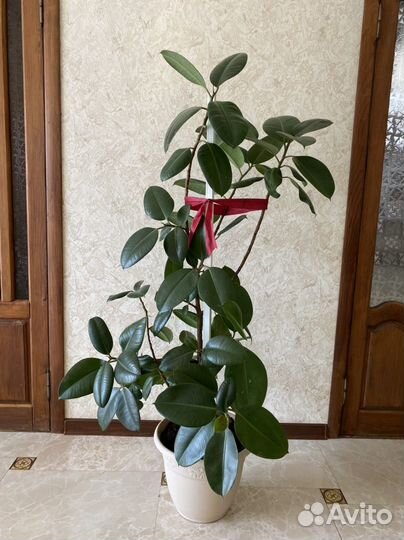 Комнатные цветы