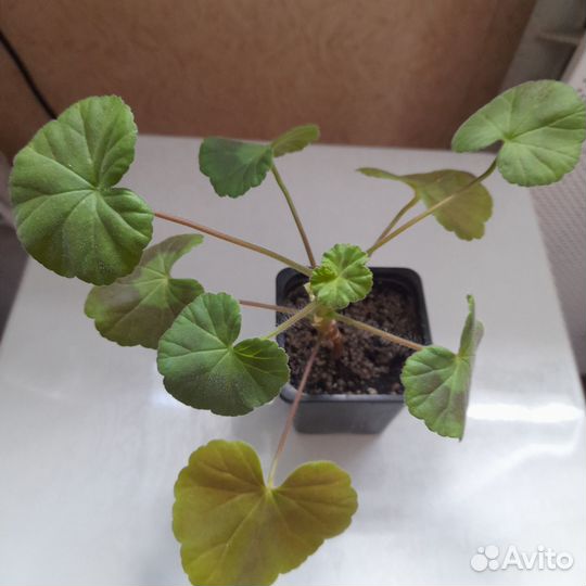 Герань розовая