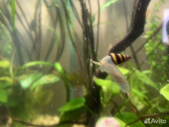 Улитка Хелена