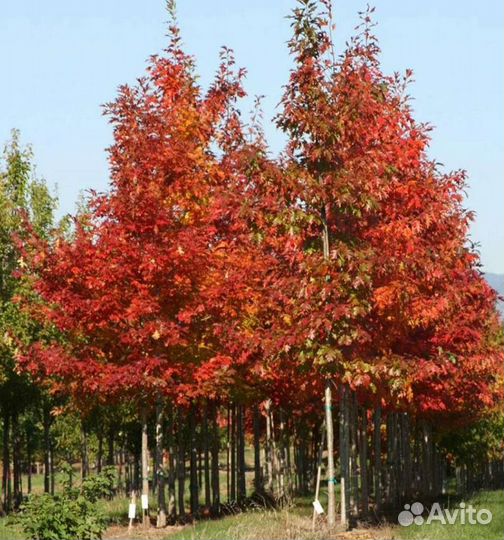 Дуб красный