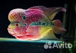 Флауэр хорн Flower Horn