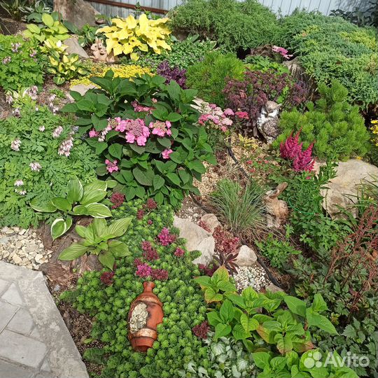 Многолетние цветы