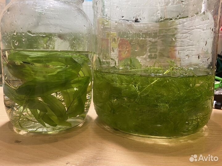 Водоросли для аквариума