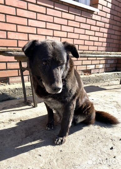 Маня ищет дом