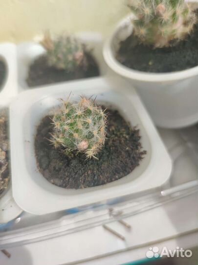 Кактус маммиллярия