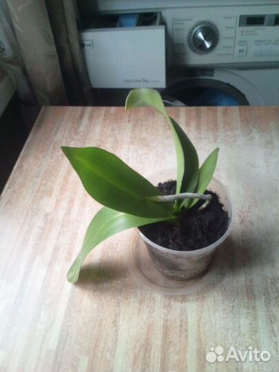 Орхидея фаленопсис